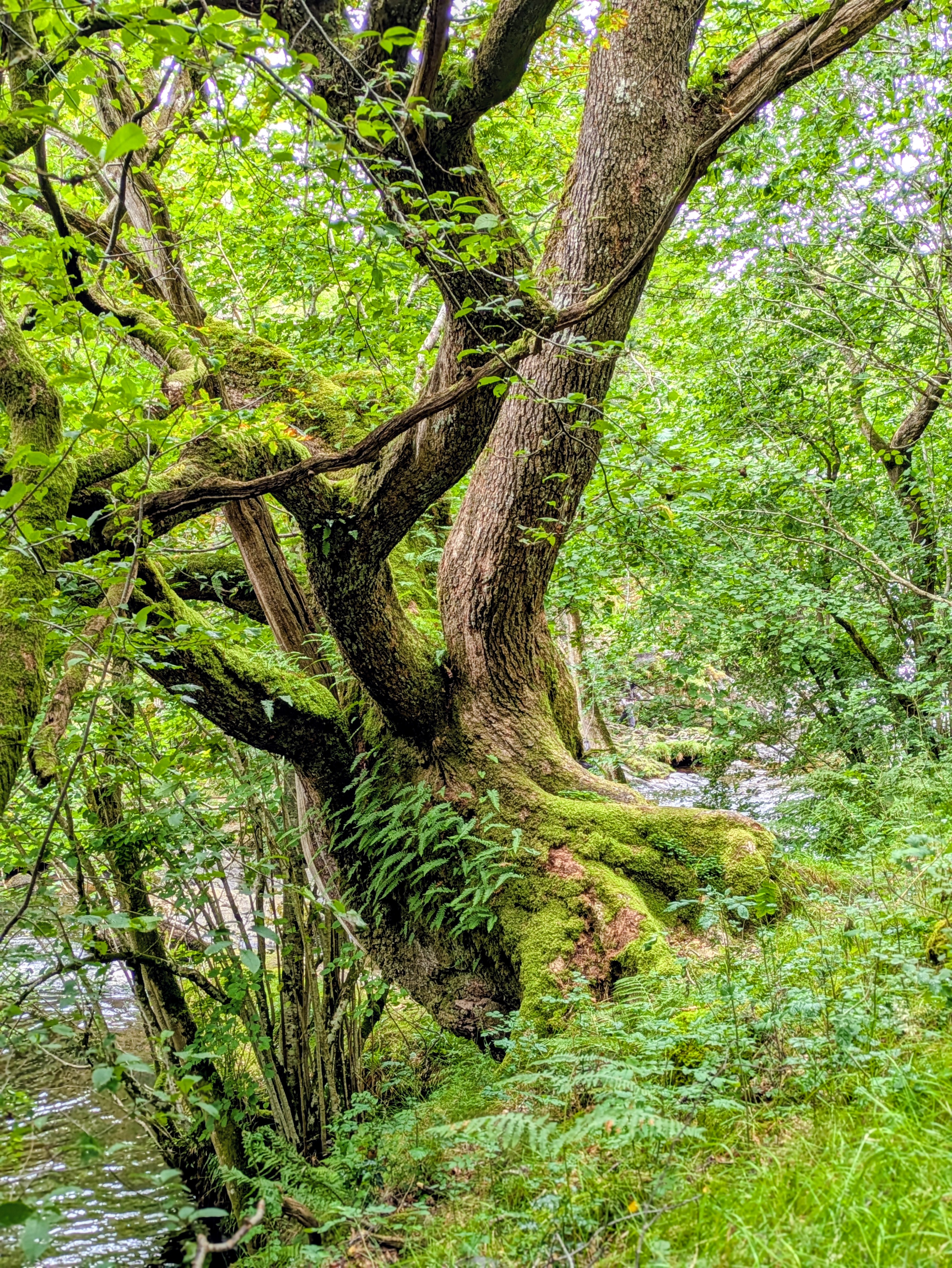 Arboriculture Services | Tree Consultancy | Open Spaces
